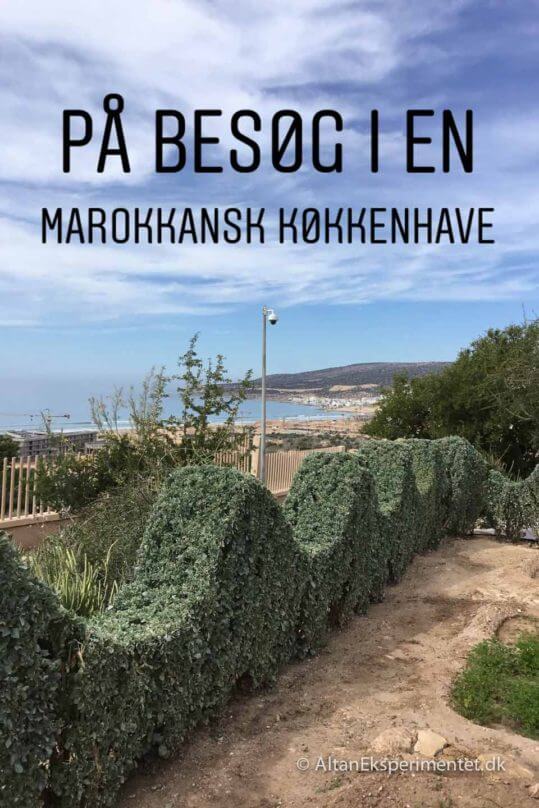 På besøg i en Marokkansk køkkenhave På besøg i en Marokkansk køkkenhave