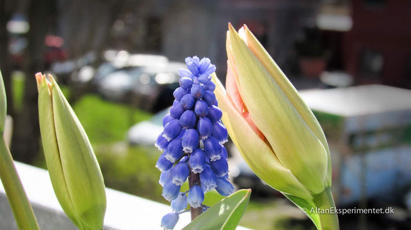 Perlehyacint og tulipaner fra Claus Dalby