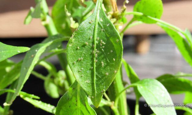 DIY • Hvordan fjerner man bladlus? Økologisk bekæmpelse