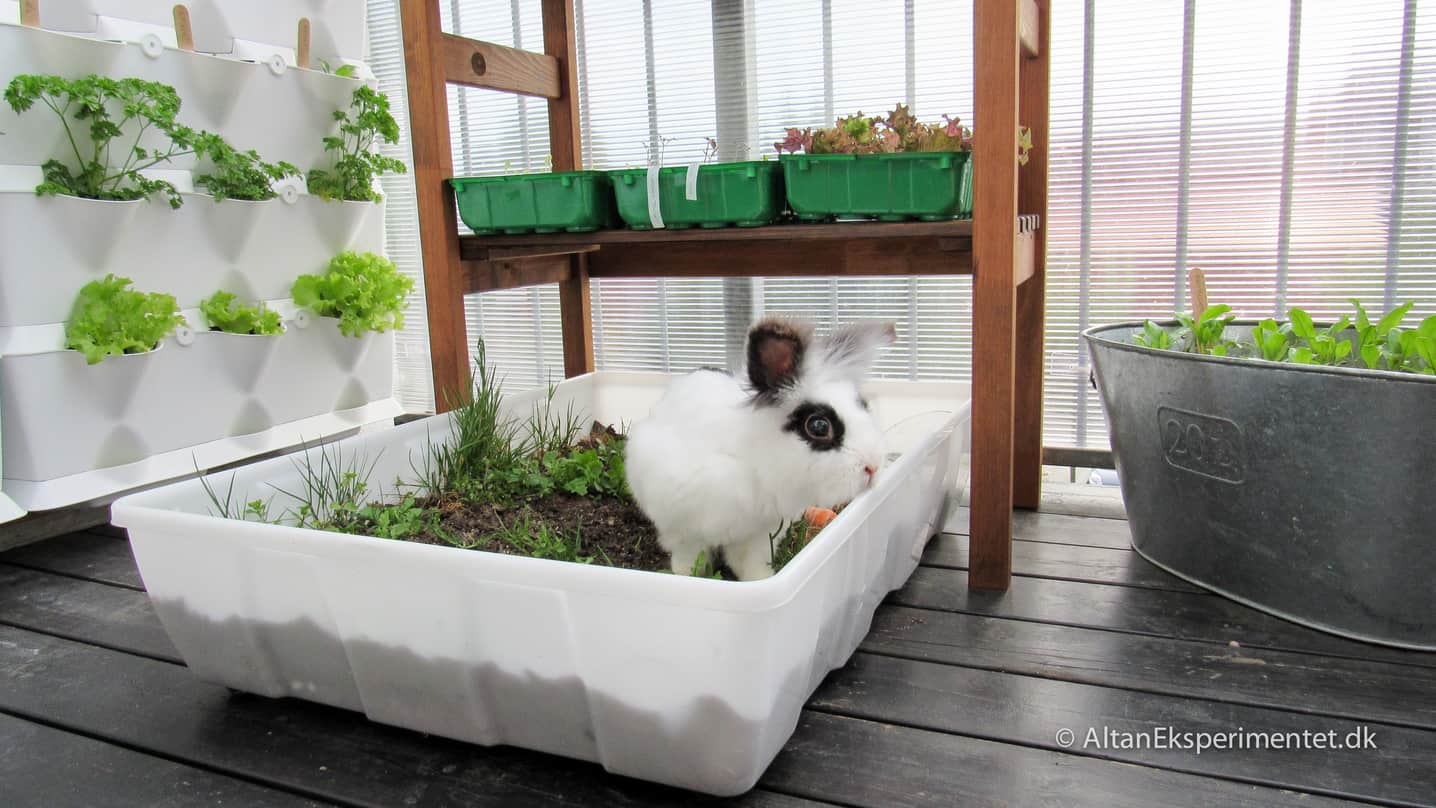 Økologisk selvforsyning for kaniner