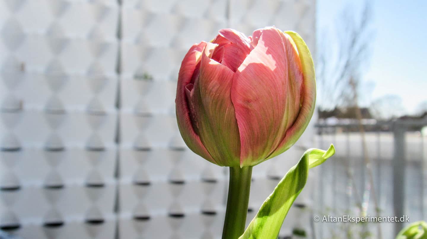 Aveyron dobbelt tulipan fra Claus Dalby
