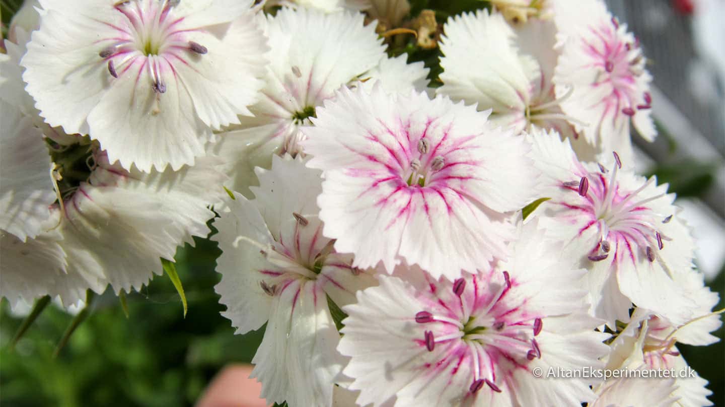 De hvide og pink nelliker vokser i plantevæggen. De blev sået sidste sommer, men har først sat blomster i år.