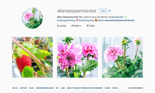 Altan Eksperimentet er kommet på Instagram