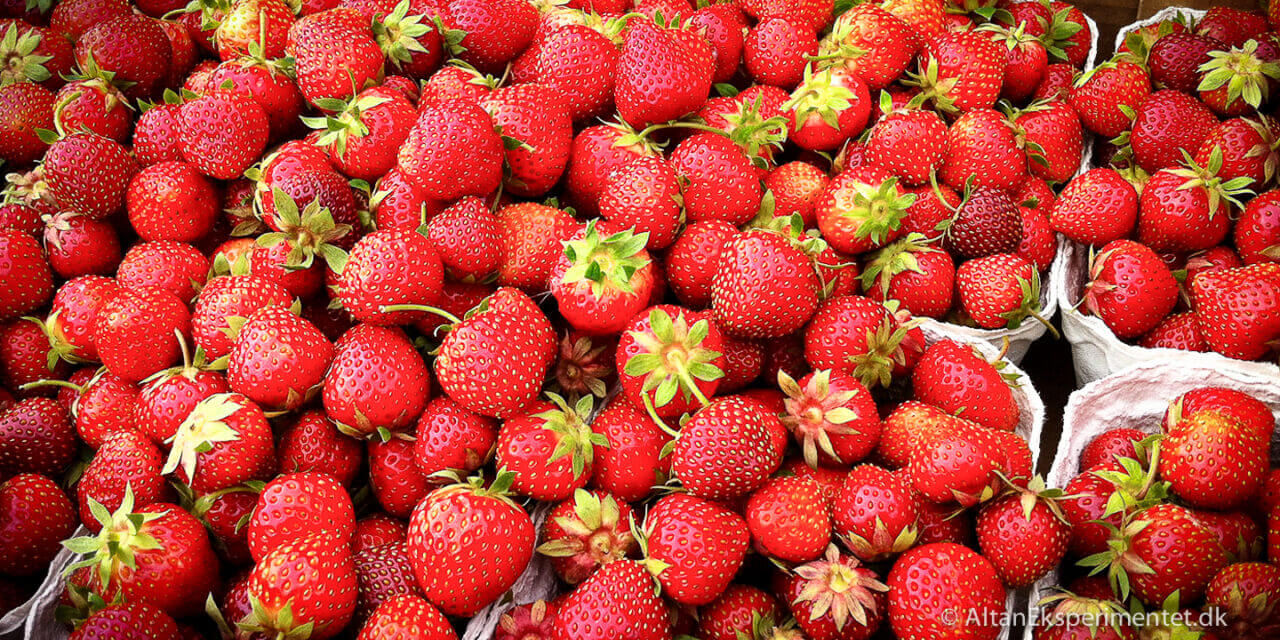 Kan man selv høste jordbærfrø?