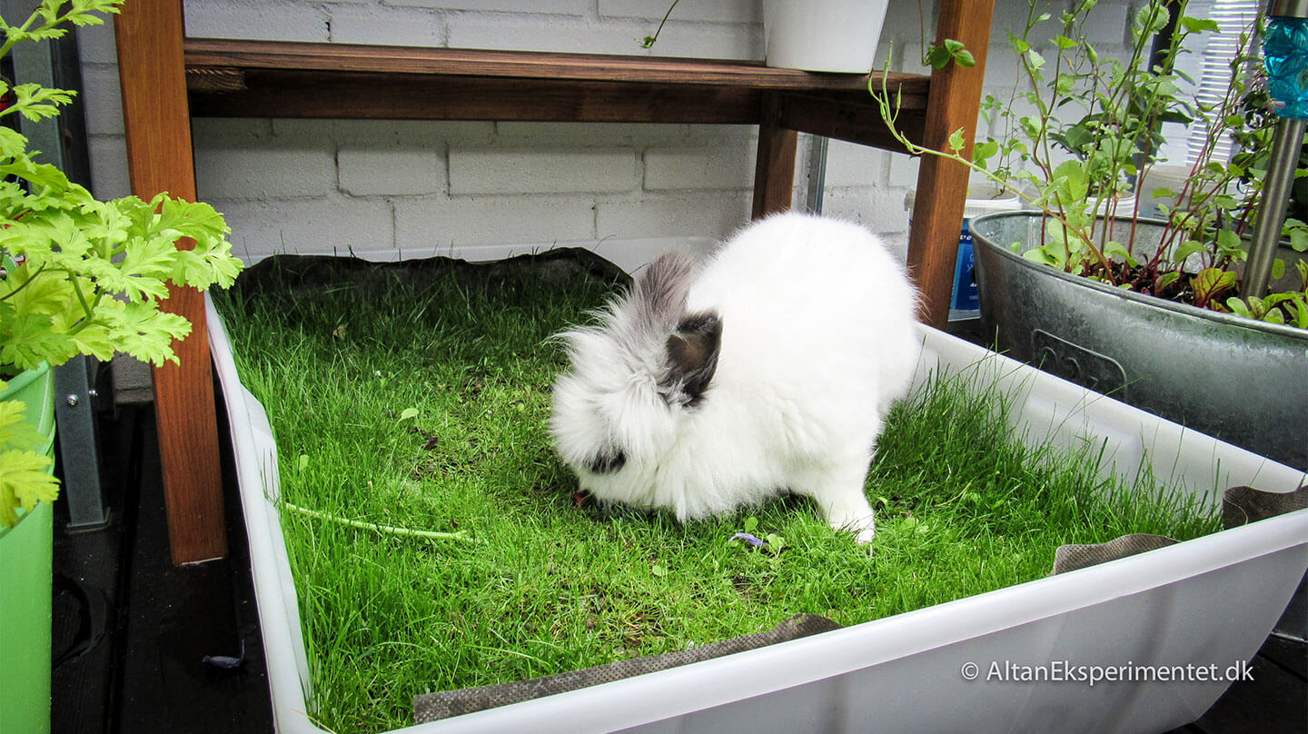 Kanin på altanen – Sådan laver du et kanin-paradis