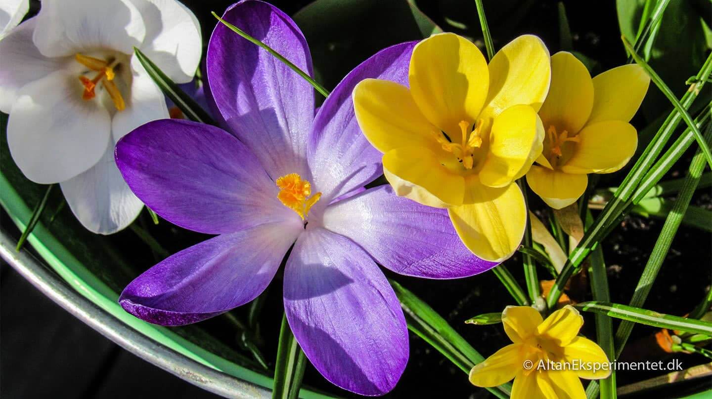 Krokus var nogle af de første forårsblomster på altanen i år