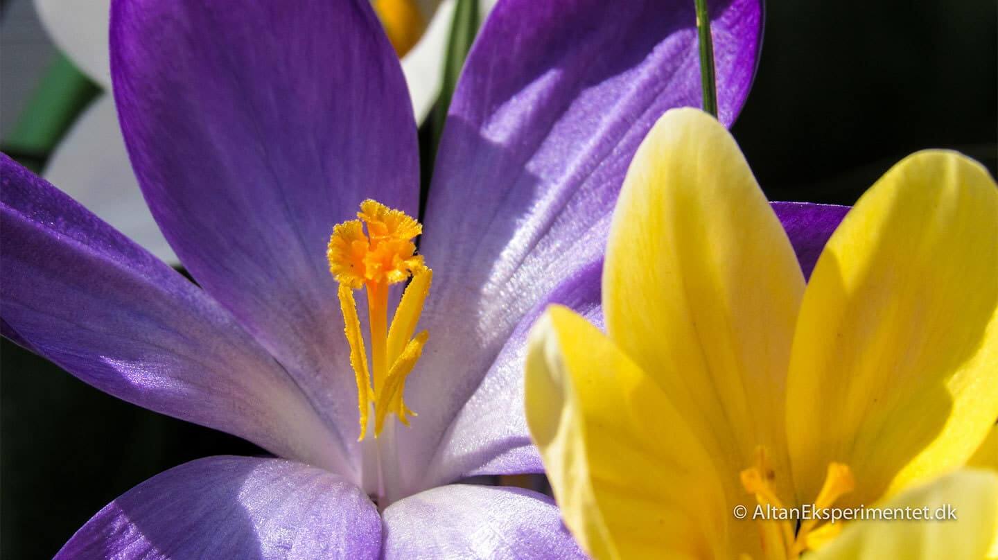 Lilla og gule krokus - Krokus var nogle af de første forårsblomster på altanen i år