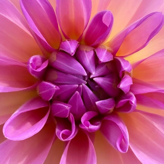 Det er den bedste tid på året og naturen viser rigtig hvad den kan. 
Denne dahlia hedder Lucky Number 🌸
Jeg synes den er rigtig smuk. Faktisk synes jeg, at den er blevet flottere end billedet på pakken, da jeg købte knolden. Perfektion i en blomst. 
.
.
.
.
.
#dahlia #georginer #blomst #blomster  #blomsterglæde #sommer #macro #kolonihave #kolonihaveliv #haveglæde #sommerblomster #dahliaflower #dahlias #garden #cutflower