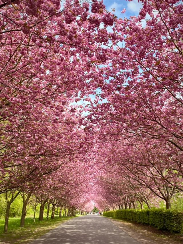 Ventetiden er ovre.. Der hænger lige nu den smukkeste lyserøde sky 🌸 🌸 🌸 over Danmarks længste kirsebærallé.. Ved @gavnoeslot i Næstved 

#sakura #kirsebæralléen #kirsebærtræer  #cherryblossoms #visitdenmark