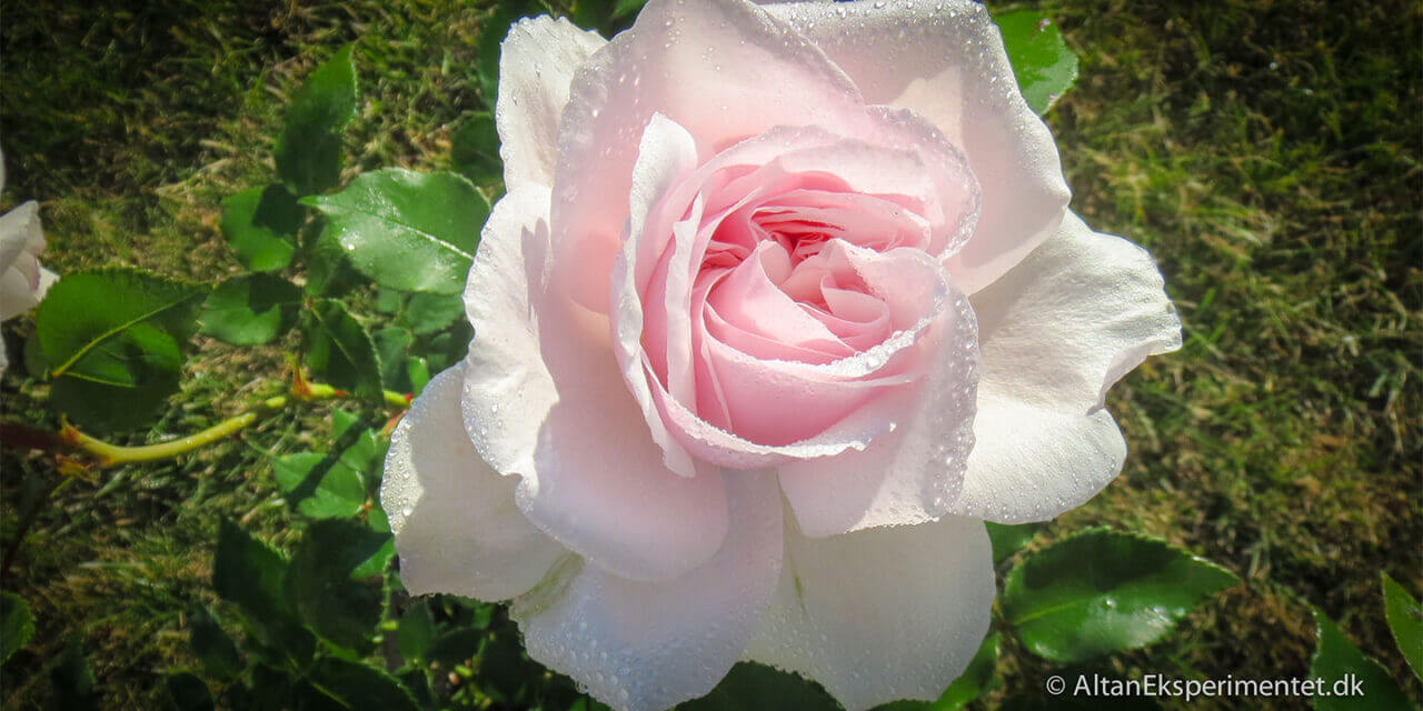 Historiske roser – Souvenir de la Malmaison